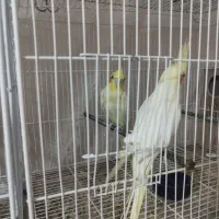 جفت جفت  عروس همگی فروشی