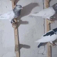 کله الماسی آلمانی اقون جوجه یهودی زرد آلمانی کله