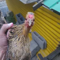 مرغ کرچ عربی
