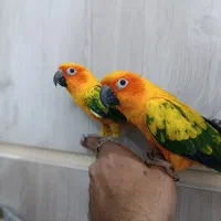 طوطی خورشیدی