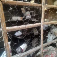 کفتر فروشی  رودان کفتر ها همش ذات درجای