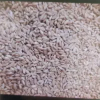 گندم دیم فروشی 55 تومن