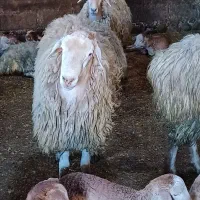 توغلی برای عید قربان