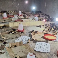 جوجه مرغ 40 روزه