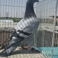 کبوتر سبز نر