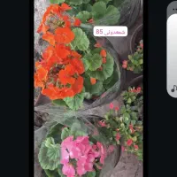 گلهای اپارتمانی و حیاطی