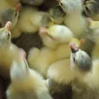 جوجه غاز فقط ۳۰۰ت