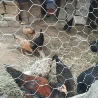 مرغ|پرنده|آبپخش, |دیوار
