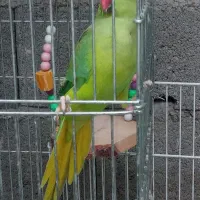 طوطی ملنگو دستی رام رام