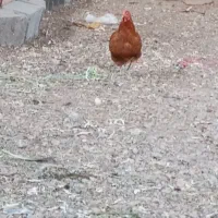 مرغ جوان تخم گذار قیمت مناسب