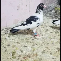 سه تا کفترخوب فروشی