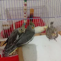 عروس هلندی ۱ ماهه