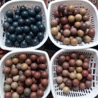 توشله سنگی.تیله.سفت ومحکم