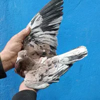 سرور زرد نر عتیقه