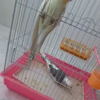عروس هلندی