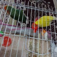 یک جفت طوطی برزیلی کوتوله