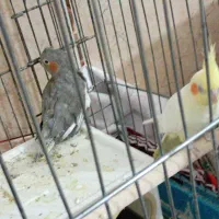 نر و ماده