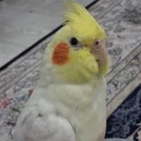 گمشده
