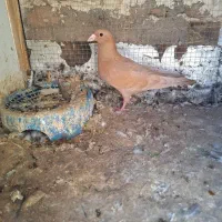 پرنده|پرنده|بم, |دیوار