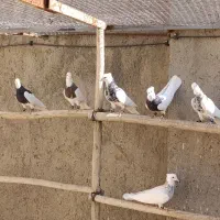 طوقی|پرنده|شراء, |دیوار