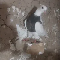 کفتر طوقی مشکی