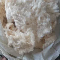 پنبه