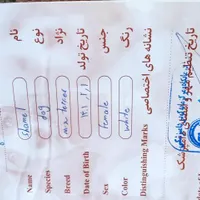 سگ شیتزو پاکوتاه|سگ|تهران, زعفرانیه|دیوار