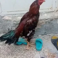 خروس لاری