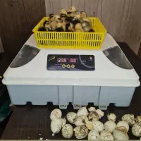 شروع کسب درآمد با دستگاه جوجه کشی حرفه‌ای