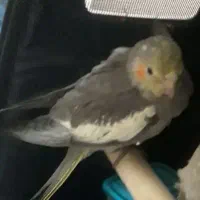 جوجه عروس هلندی ۲ ماهه