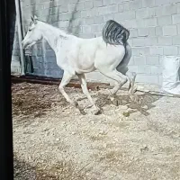 مادیون عرب