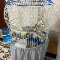 عروس هلندی سخنگو