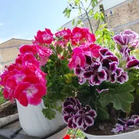 گل و گیاه طبیعی
