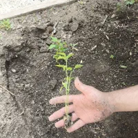 نشا و نهال شارژ شد گوجه فلفل بادمجان