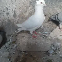 کفتر نر سفید