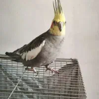 عروس هلندی نر  بدون مشابه