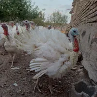 بوقلمون گوشتی