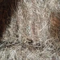 پرس چمن