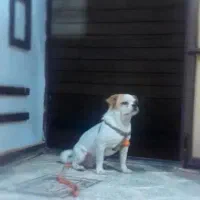 سگ پاپی