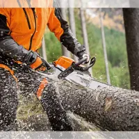 خرید درخت خریدار چوب و برش درختان