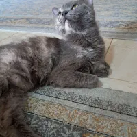 واگذاری گربه اسکاتیش وبریتیش ۱ساله ماده