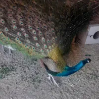 یک جفت طاووس هندی