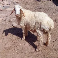 بره