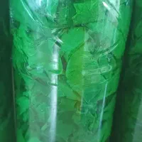 برگ مو تازه