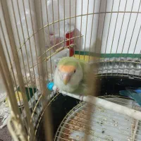 طوطی برزیلی نر نیمه دستی