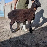 بره قوچی همو