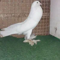 کبوتر بادکنکی