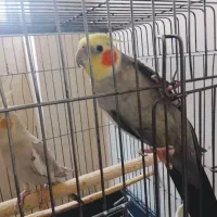 پرنده بدون قفس