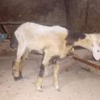 بره نر و ماه