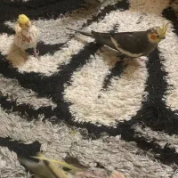 عروس هلندی